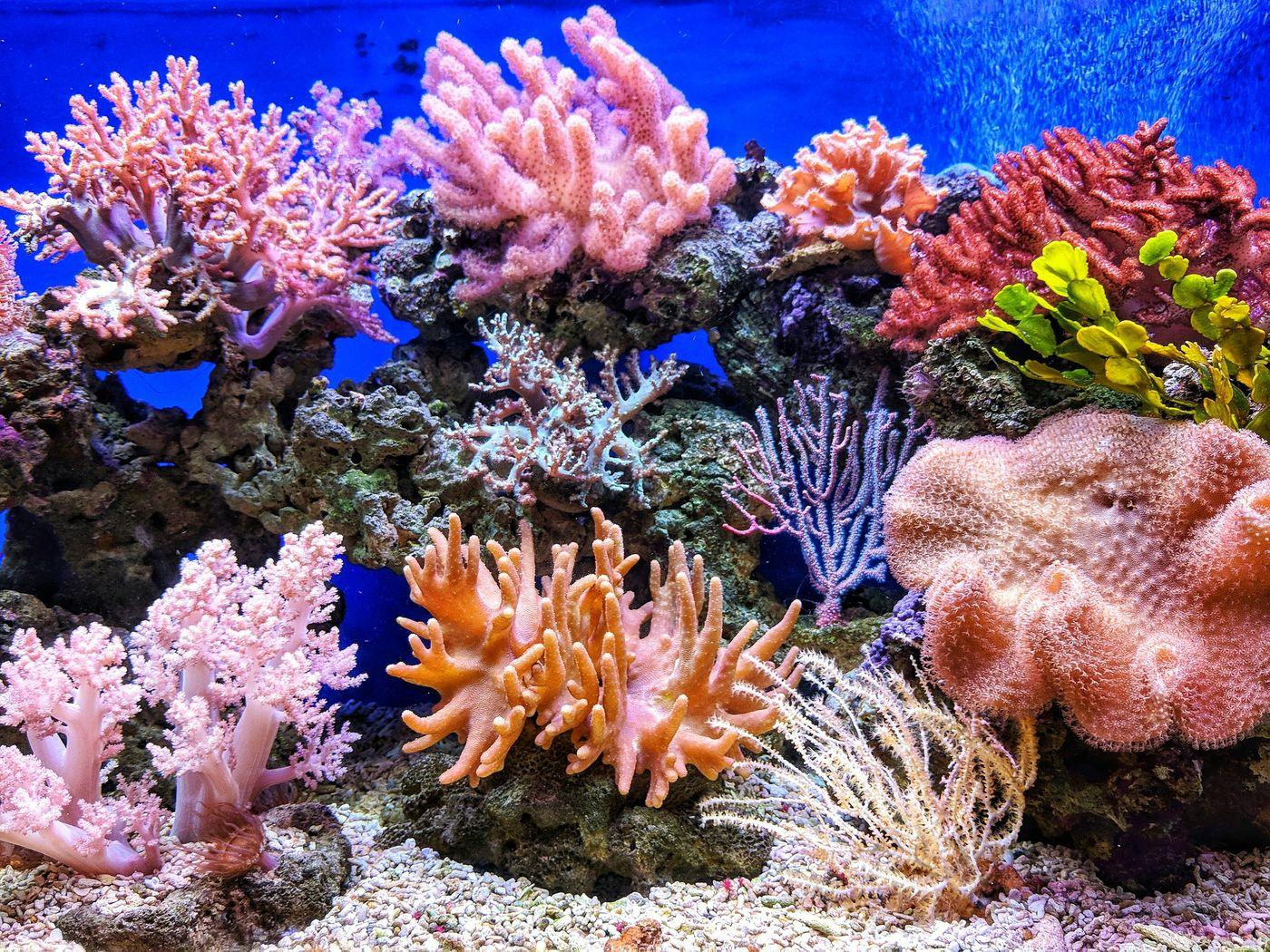 Close-up of live, brightly coloured coral growing on a healthy reef