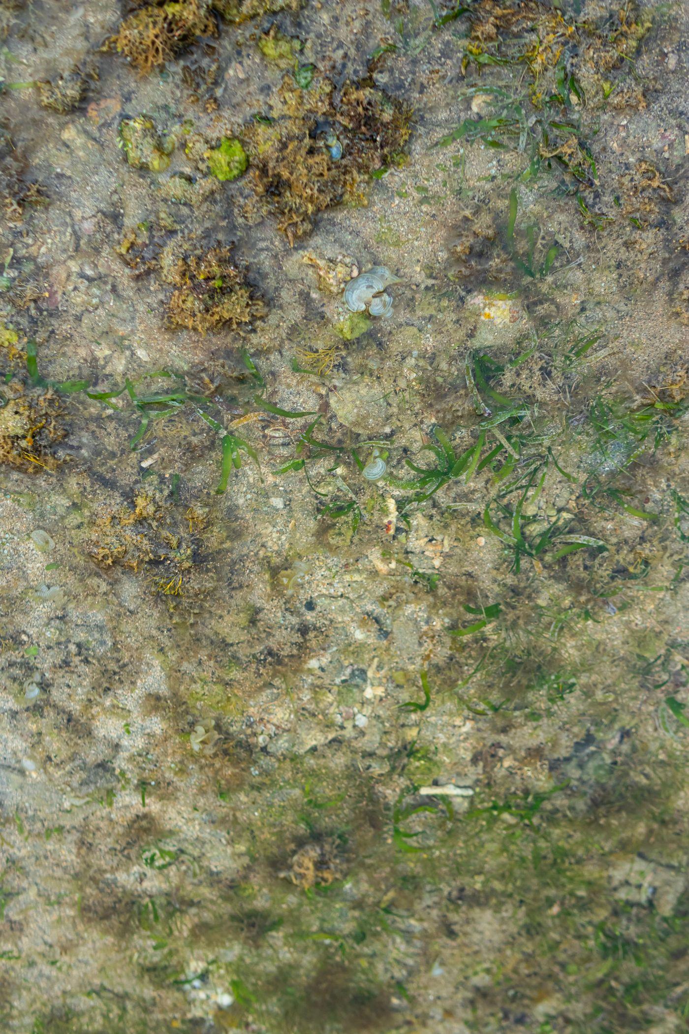 Close-up of seagrass and fine algae growing underwater