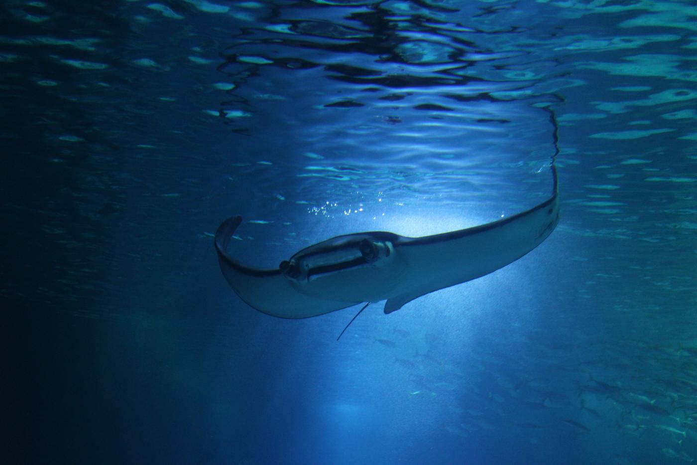 A manta ray silhouetted against the sunlit surface, seen from below