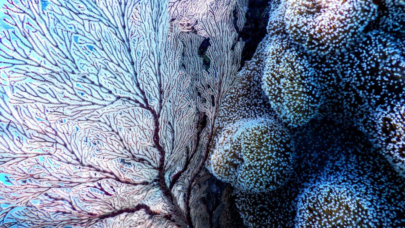 A bleached white sea fan beside still-pigmented coral during a bleaching event